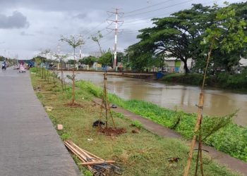 Hari Gerakan Satu Juta Pohon dan HLHN, Gerakan ‘Banten Teduh,Tangerang Sejuk’ Tanam 5.000 Pohon